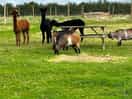 3 beautiful alpacas