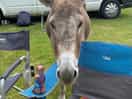 One of the friendly donkeys, they’re a bit cheeky though…. hide your food!