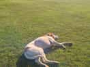 Rufus sunning it on the campsite