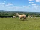 Gorgeous animals