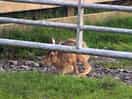 Wildlife