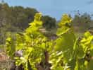 Grape vine and snow capped pyrenees