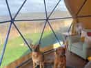 Dog friendly