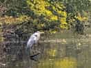 Heron on pools