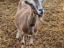 Goats