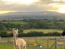 Alpaca
