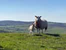 Sheep on adstone hill