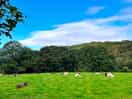 Sheep outside the campsite.