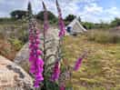 Foxgloves!