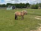 Resident pony