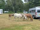 Ponies get close