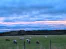 Beautiful sheep in the next field