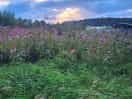 Sunset and wildflowers