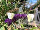 Two small whites. terrace in background