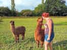 Bear the alpaca 😍