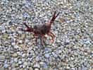 A little crayfish