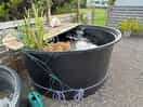 Fish pond