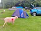 Freedom for animals