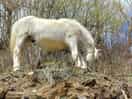A local horse