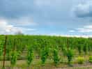 Vue sur le vignoble en sortant