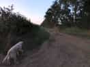 Dogs loved it, nice and easy