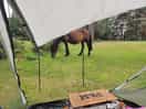 A horse near our tent