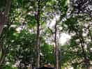 Under the trees