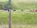 Cows for neighbours