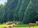 The family of deer