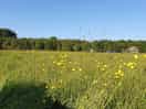 View of the meadow from my tent.