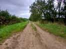 The track from the campsite, plenty of dog walking