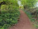 Woodland walk that starts from the bottom of the field behind the pond.