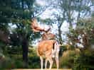 A beautiful stag around the site