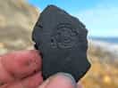 Found a fossil imprint!