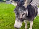 Mr donkey who supposed to be a horse.