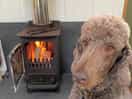 Angus enjoyed sleeping by the fire.