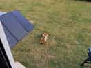 Dog enjoying his stay