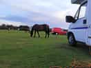 Wild ponies