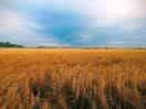 Local field
