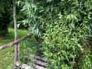 Willow seat