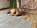 Cost and pet friendly