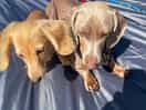 Bella bluebell and willow bear