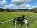 Donkeys and alpacas beside us
