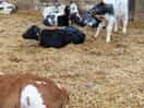 Cow shed