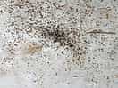 Insectenpoep, denken houtworm ofzo maar wat wrten wr niet