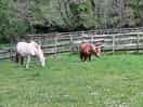 Onsite animals