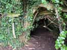 Den in the woods