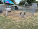 Animals on site