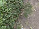 The ground next to our car