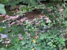 Stream